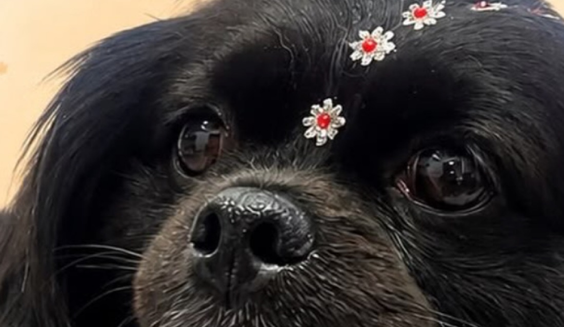 Cachorro preto de pelo longo, enfeitado com flores brancas depois do banho no PetShop Rio Branco